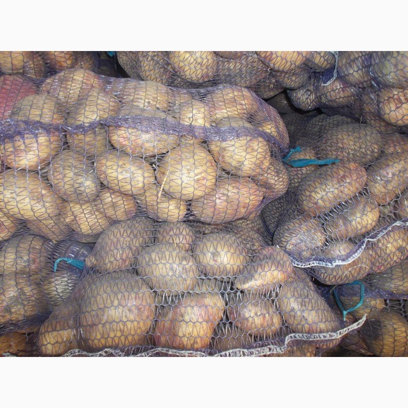 Фото 2. Продам продовольчу картоплю фото реальні