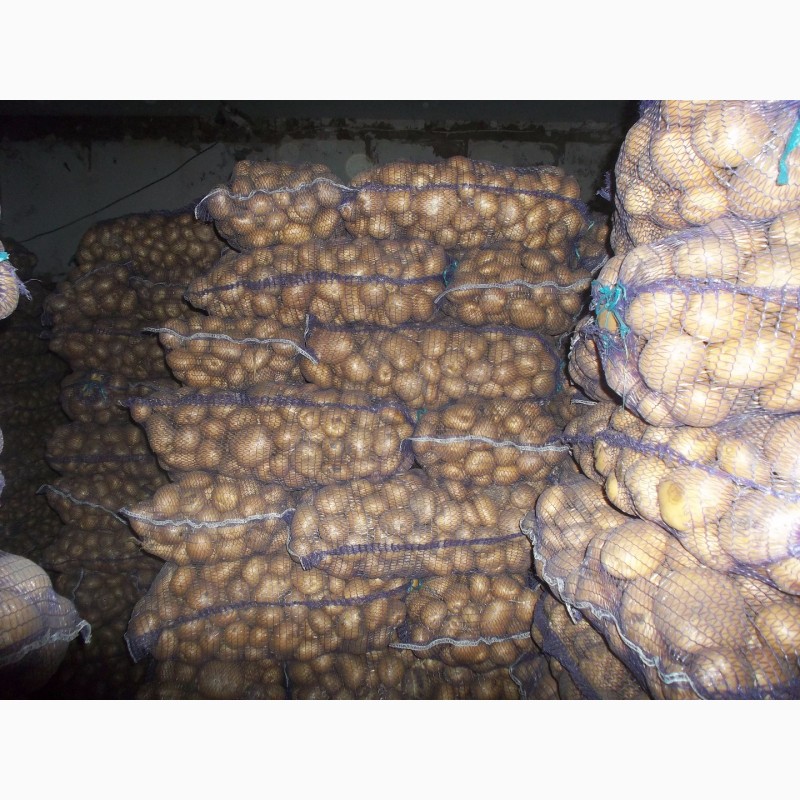Фото 6. Продам продовольчу картоплю фото реальні