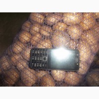 Продам продовольчу картоплю фото реальні