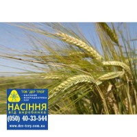 Семена озимой пшеницы Шестопаловка, урожай 2017 года от компании Дер Трей