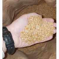 Семена ярой пшеницы ZELMA, канадский трансгенный сорт твердой пшеницы