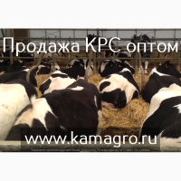 Крупно рогатый скот живым весом - Племенные нетели молочных и мясных пород