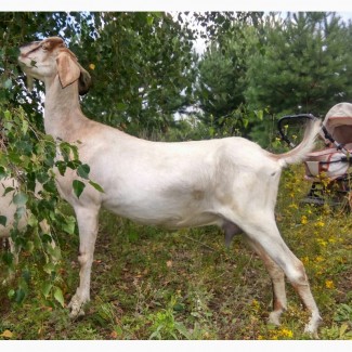Дійна нубійська коза