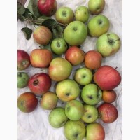 Продам яблоки на переработку (соки и джемы) из сада, Запорожская обл