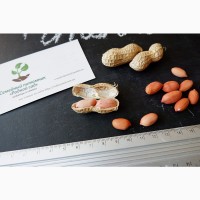 Арахис сорт Степняк семена (20 шт) земляной орех семена на посадку насіння арахіс
