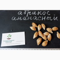 Абрикос Ананасный семена (10 штук) насіння, косточка, семечка для выращивания саженцев
