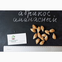 Абрикос Ананасный семена (10 штук) насіння, косточка, семечка для выращивания саженцев