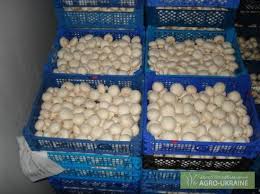 Фото 3. Продаем качественные грибы шампиньоны свежие чистые светлые размер 2-3-4