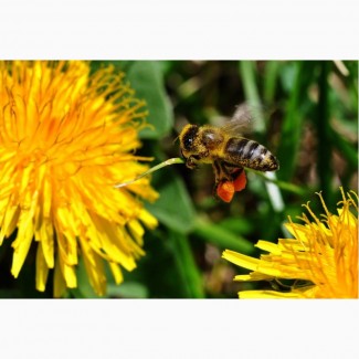 Бджоло пакеты Карпатская порода