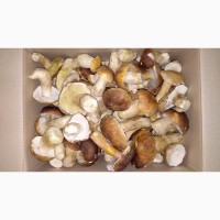 Белые грибы замороженные (целые, В/с, 1-й сорт 2-й сорт)