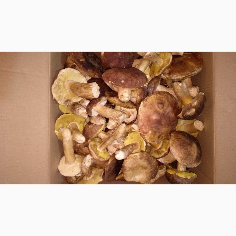 Фото 4. Белые грибы замороженные (целые, В/с, 1-й сорт 2-й сорт)
