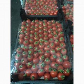 Продам помидор турецкий сорт Коктейль