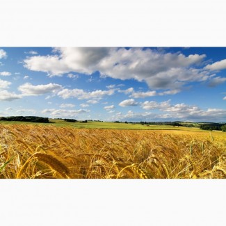 Закупаем кукурузу, пшеницу, сою, ячмень по Украине