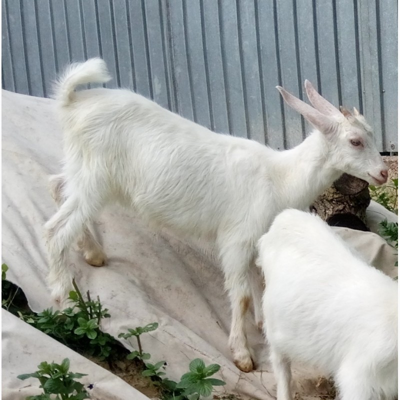 Фото 2. Зааненская коза с прилитием нубийской крови