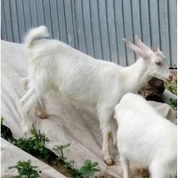 Зааненская коза с прилитием нубийской крови