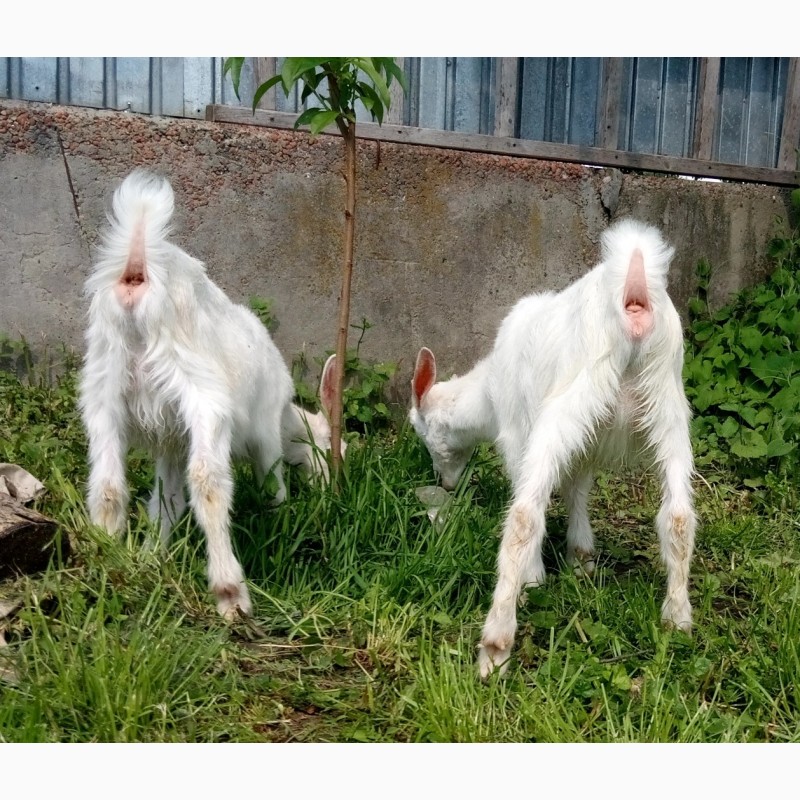 Фото 4. Зааненская коза с прилитием нубийской крови