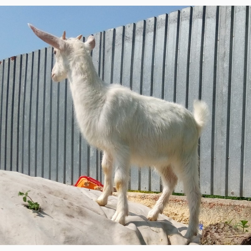 Фото 5. Зааненская коза с прилитием нубийской крови