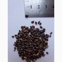 Семена сосна горная (40шт – 15грн)