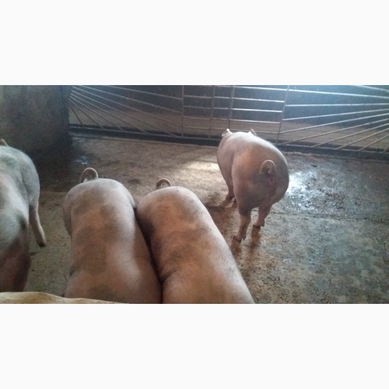 Фото 4. Продам свиней, ціна договірна