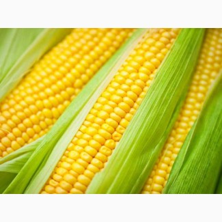 Елітне Австрійське насіння кукурудзи від групи компаній RWA Raiffeisen Ware Austria AG