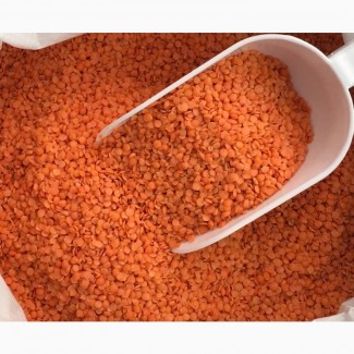 Red lentils for sale / Export quality lentils