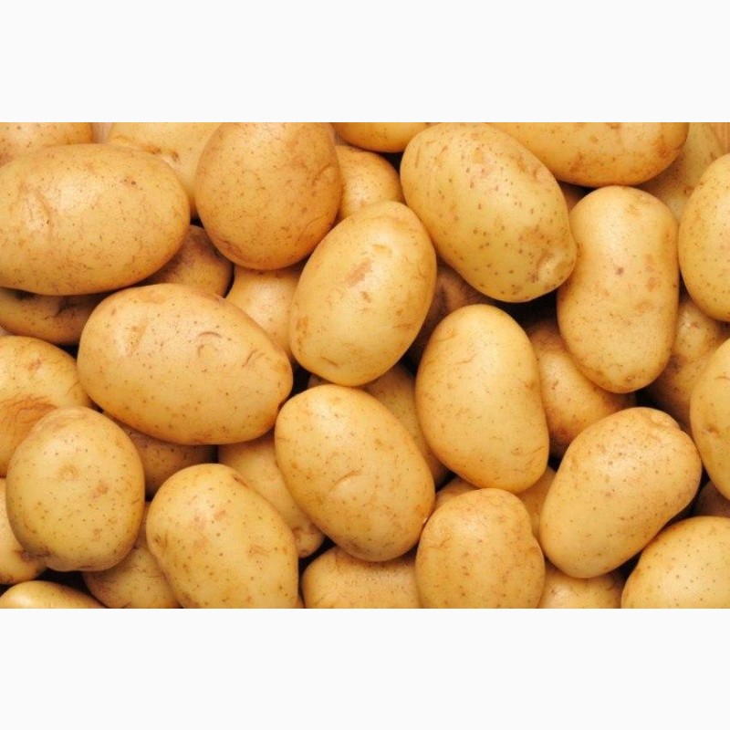 Покупаем картофель от 20 тонн по ской области - Самовывоз — Agro .