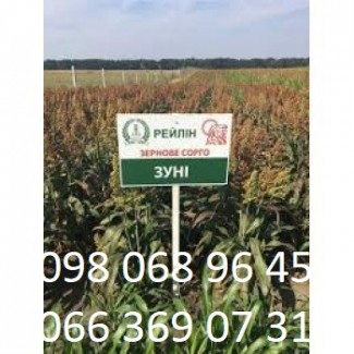 Продам семена Сорго зерновое Зуні