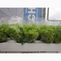 Салати та пряні трави в горшечку та упаковані в пакет