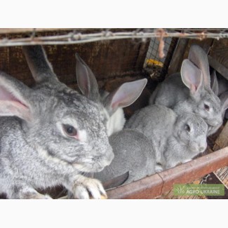 Продам кроликов породы серый великан, возраст 1.5 месяца.