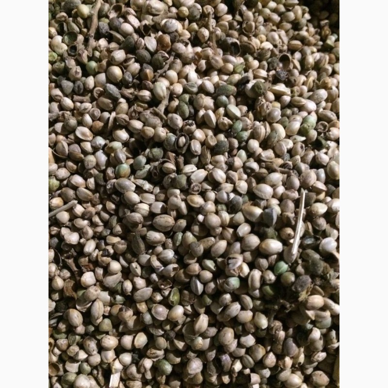 Семена конопли технической hydra kaaral шампунь