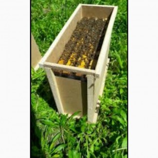 Продам пчелопакеты пчел