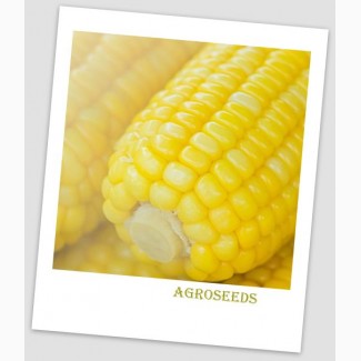 Продам Насіння надцукрової кукурудзи Мегалодон, 50 шт