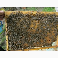 Продам бджолопакети (пчелопакеты)