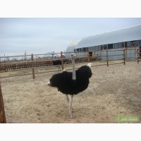 Страусы, продажа страусов, продам страусят,страусята