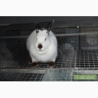 Продам кроликов Калифорнийской и Новозеландской породы