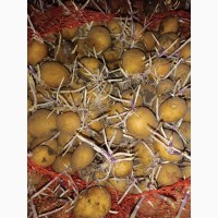 Продам посадочный картофель ривьера, Аризона, Раноми