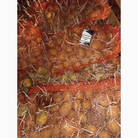 Продам посадочный картофель ривьера, Аризона, Раноми