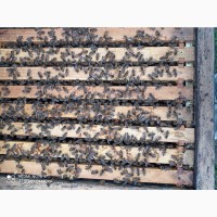 Реалізую відводки, пакети бджіл породи Карніка