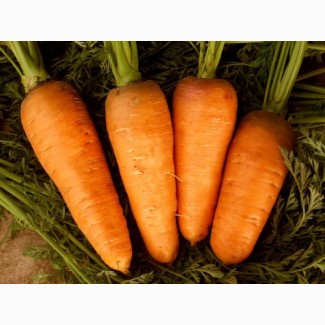 Продам моркву відмінної якості оптом, Львівська область