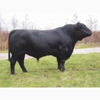 Куплю великих биків 500+ кг по Україні за високу ціну