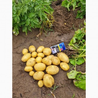 Продам картофель в Румынии