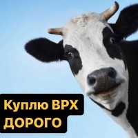 Куплю ВРХ Дорого. Корови на молоко, бички на м#039;ясо