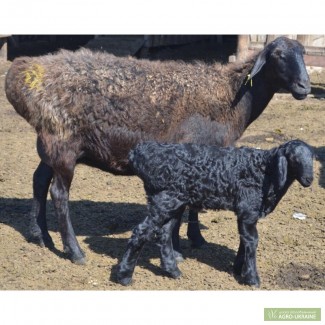 Продам чистокровных овец едеильбаевской и гиссарской породы.