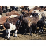 Продам чистокровных овец едеильбаевской и гиссарской породы.