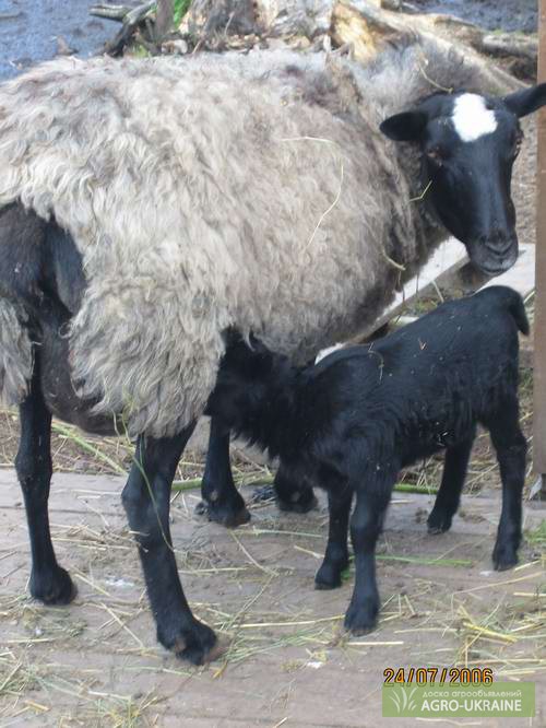 Окот ягнят. Романовская порода коз. Романовская порода овец окот в год. Мясошерстная порода овец. Ягнята Романовской породы.