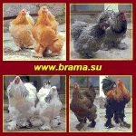 Породистые куры Брама, яйцо, цыплята. АР Крым
