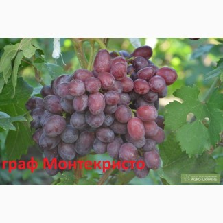 Черенки винограда Граф Монте Кристо