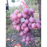 Черенки винограда Граф Монте Кристо