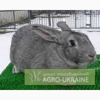 Продам кроликов акселеватов породы ШИНШИЛЛА