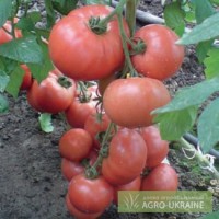 Продам помидоры тепличные Украина